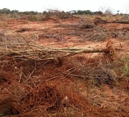 ONGs ambientais divulgam nota de repúdio sobre votação do licenciamento ambiental