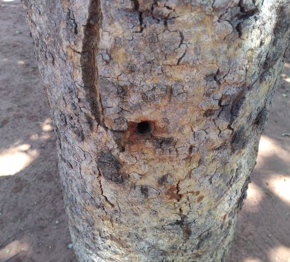 PMA de Jardim autua agricultor por envenenar árvores em propriedade alheia