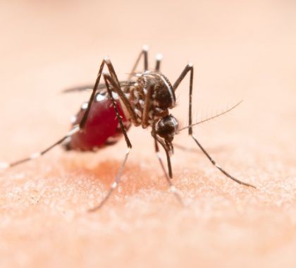 Pesquisa - Durante a quarentena você está realizando ações para combater a dengue?