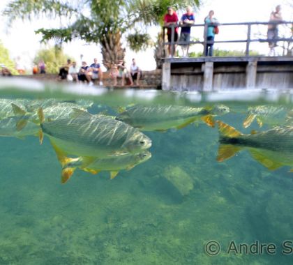 Passeios em Bonito seguem fechados até o dia 30 de abril