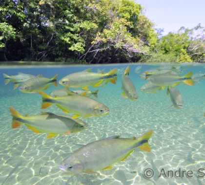 Vídeo sobre Bonito incentiva viagens futuras ao destino de ecoturismo