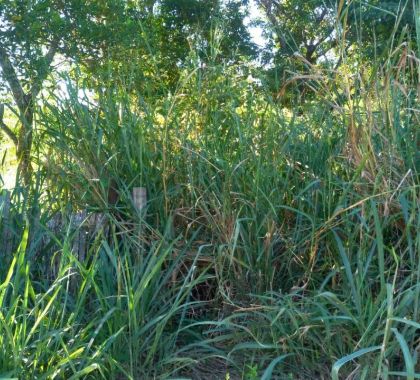 Com 516 casos de dengue em Bonito, Vigilância destaca importância de manter terrenos limpos