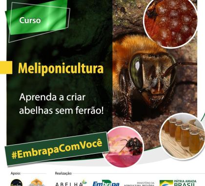 Embrapa disponibiliza curso online de meliponicultura