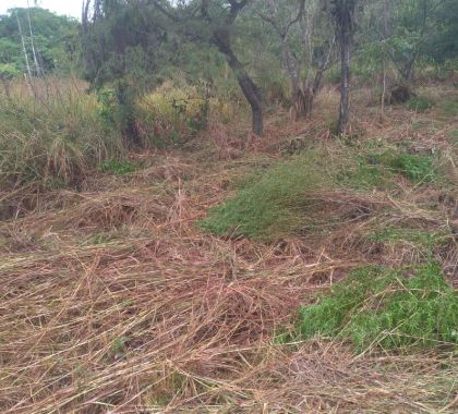Bonito já notificou 680 proprietários para limpeza de terrenos neste ano