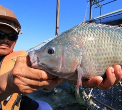 Conselho aprova programa estadual de apoio e fortalecimento da piscicultura