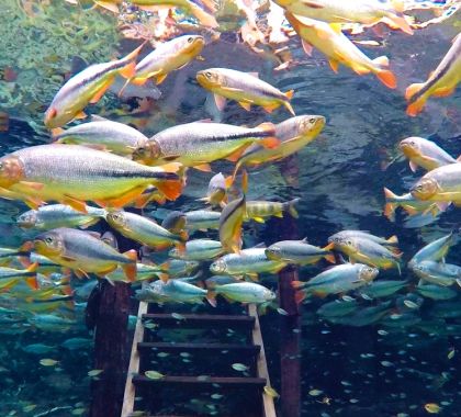 Turismo do MS participa de ação online de promoção e treinamentos sobre o destino