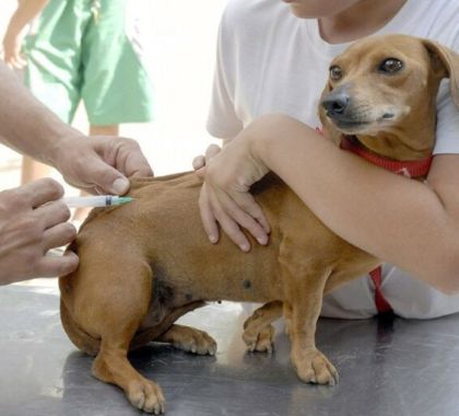 Dia D contra raiva acontece neste sábado em Bonito