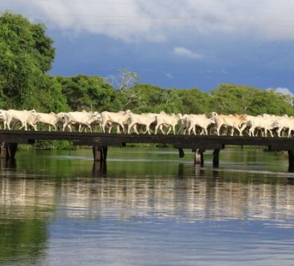 Programa Carne Orgânica do Pantanal completa dois anos com resultados de sucesso