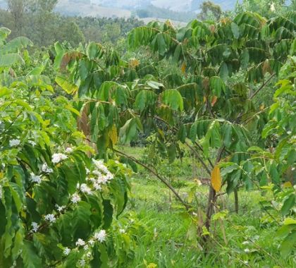 Plataforma digital reúne informações sobre agroflorestas na Mata Atlântica