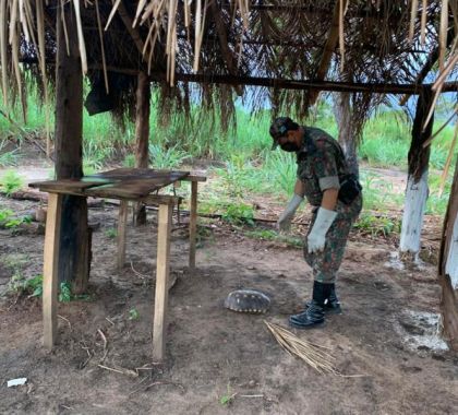 Jabuti com casco dilacerado por atropelamento é resgatado em aldeia indígena de Miranda