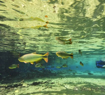 Turistas de MS e SP lideram visitas em Bonito e região durante feriado de fim de ano, revela pesquisa da OTEB
