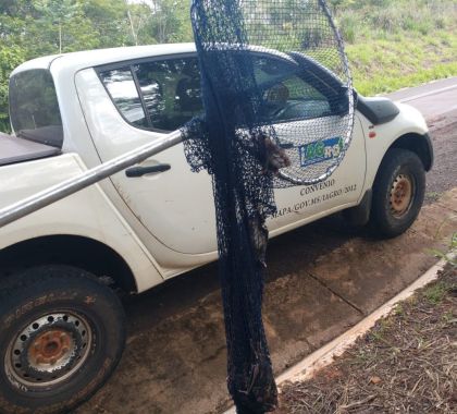 Cassilândia registra foco de raiva bovina