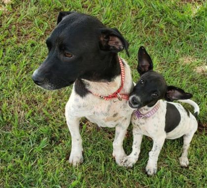 Safra e Safrinha mudam a rotina de empresa em MS