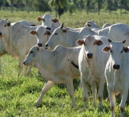 Artigo - O País do Gado de Carbono: o Superalimento