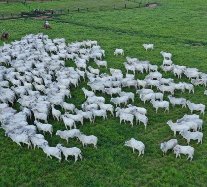 Estância Bahia promove Mega Leilão 10.021