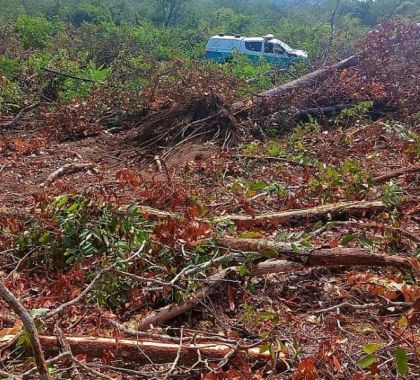 Pecuarista é multado em R$ 39,8 mil por desmatamento ilegal em Rio Verde de Mato Grosso