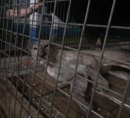 Onça-parda é resgatada em estado grave após ser atropelada na BR 163