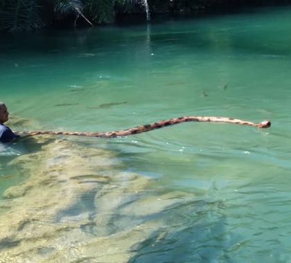 Escultura de sucuri com 4 metros 'aparece' no rio Formoso e surpreende turistas de balneário de Bonito