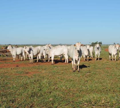 Manejo racional de bovinos para abate é tema de curso em Bonito