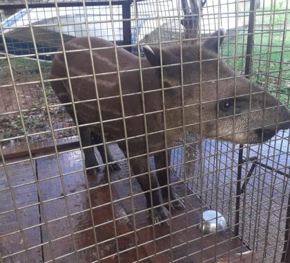 Filhote de Anta é resgatado na Rodovia MS 145