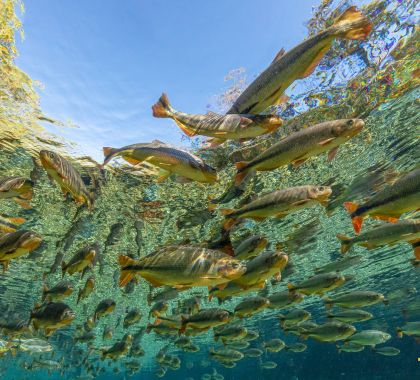 Com paisagens exuberantes, mês de julho é ideal para visitar Bonito (MS)