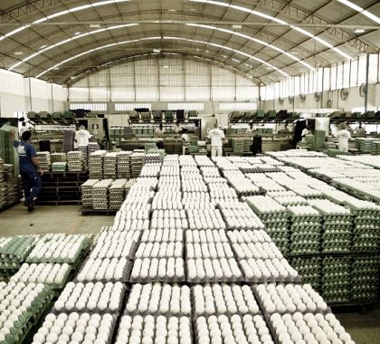 Demanda por ovos aumenta em Mato Grosso do Sul, revela pesquisa da Famasul