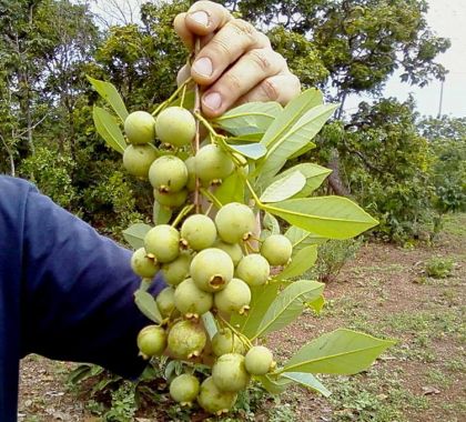 Bonito pede doação de sementes de guavira para produção de mudas no Viveiro Municipal