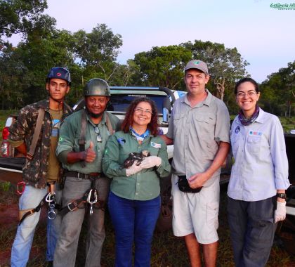 Filhotes de arara-azul e arara-vermelha são encontrados em ninhos artificiais instalados em passeio de cachoeiras em Bonito