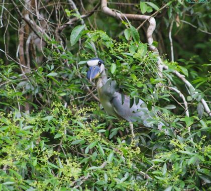 Passeio de ecoturismo em Jardim (MS) registra 235 espécies de aves; confira a lista