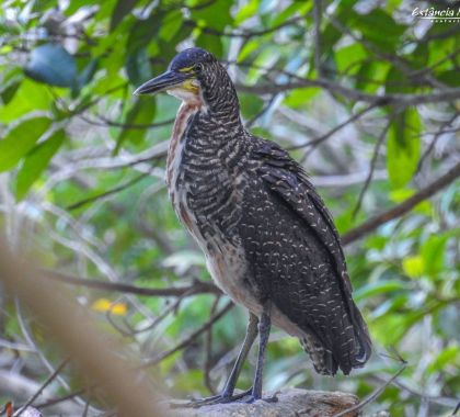 Nova espécie de ave é registrada em passeio de cachoeiras em Bonito (MS)