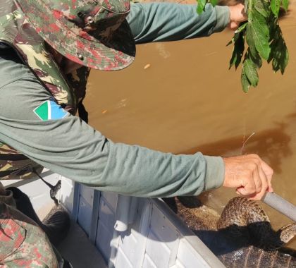 Jacaré de mais de dois metros preso a anzol é resgatado no rio Nioaque em Bonito