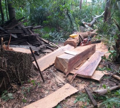 Duas pessoas são multadas por exploração ilegal de madeira e uso de motosserra irregular em Miranda