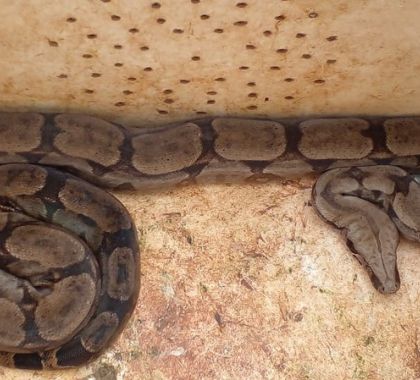 Jiboia de quase dois metros é capturada sob telhado de residência em Bodoquena