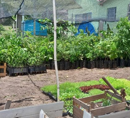 Região da Serra do Amolar, no Pantanal, receberá mudas de plantas frutíferas
