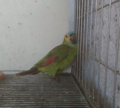 Em 24 horas, três aves feridas são resgatadas em Miranda