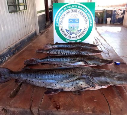 PMA de Bonito e Jardim apreendem 30 kg de pescado capturados no rio Miranda