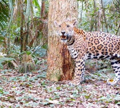 Onça-pintada inédita no Brasil e na Argentina é flagrada no Parque Nacional do Iguaçu