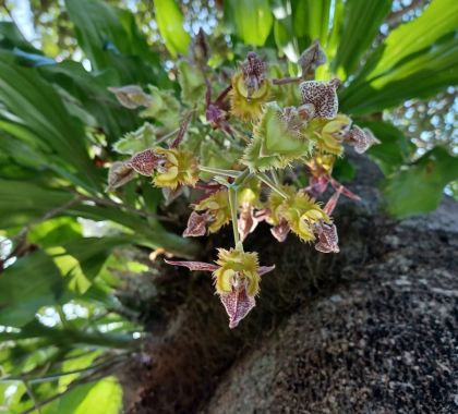 Senar MS realiza curso de cultivo de orquídeas em Jardim