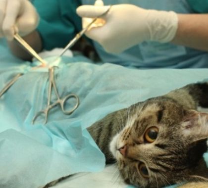 Castramóvel de Bonito abre cadastro para castração de felinas a partir de segunda-feira