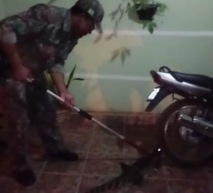 Em menos de 48 horas, dois jacarés são capturados em área urbana de Miranda