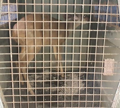 Veado atropelado na MS-178, que liga Bonito a Bodoquena, é resgatado