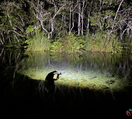 Vídeo flagra momento em que morcego preda peixe em passeio de ecoturismo em Jardim