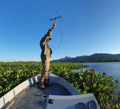 No Pantanal, programa consegue reduzir ataques de onças a rebanho