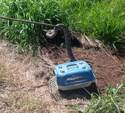 Jiboia é capturada em quintal de residência de Bonito