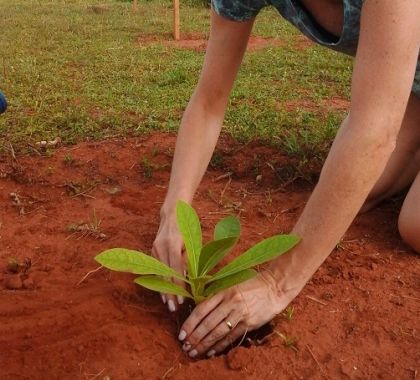 IASB lança a Campanha Bosque da Mães