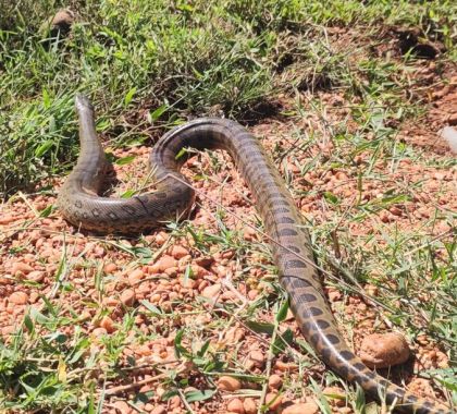 Sucuri de dois metros encontrada em quintal de residência é solta em Jardim