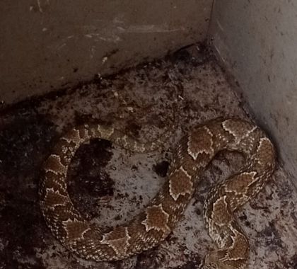 Serpente é capturada dentro de piscina no centro de Bonito