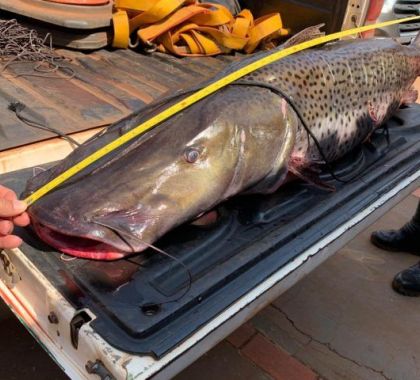 Ministério do Meio Ambiente inclui pintado em lista de peixes ameaçados de extinção