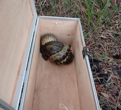 Sucuri de mais de dois metros é capturada no centro de Bonito depois de abater frango para se alimentar