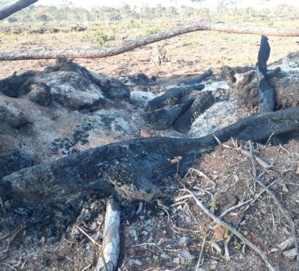 Arrendatário é multado em R$ 9 mil por incêndio em vegetação durante período proibido em Miranda